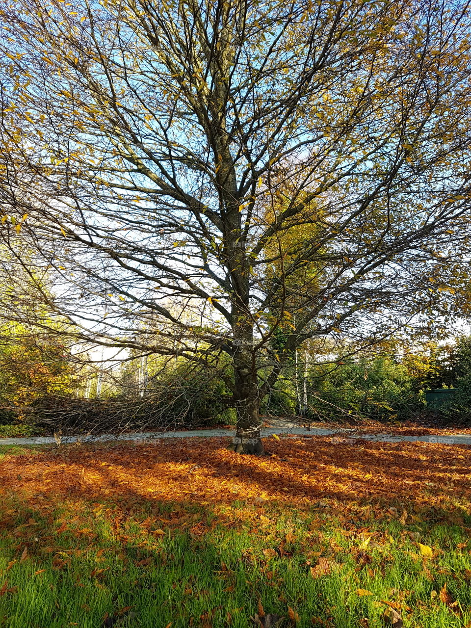 Fall, Landscape, Tree, Leaf, No Person