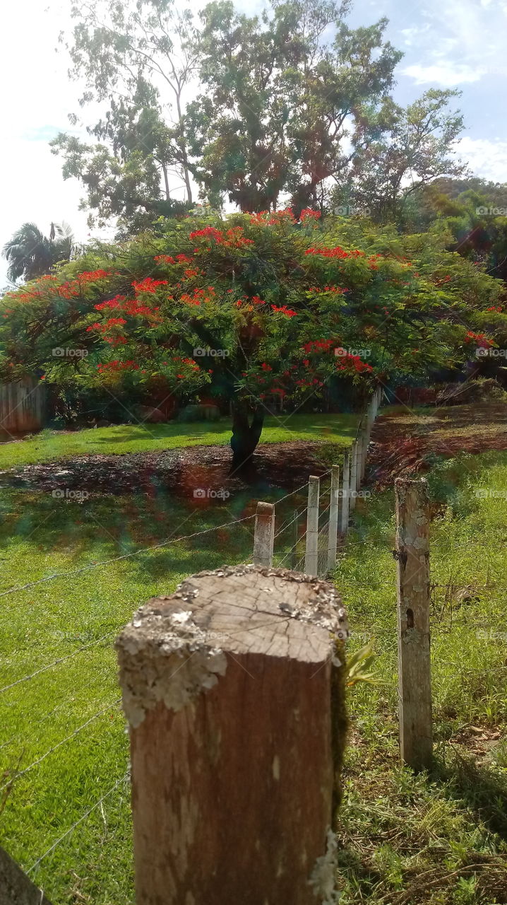 PLANT, TREE, FLOWER, ENVIRONMENT.