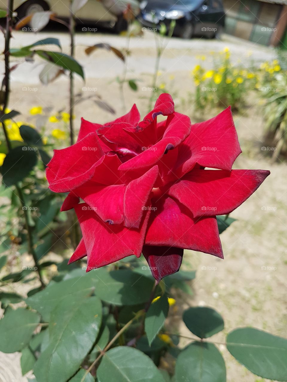 Close-up of rose growing on plant
