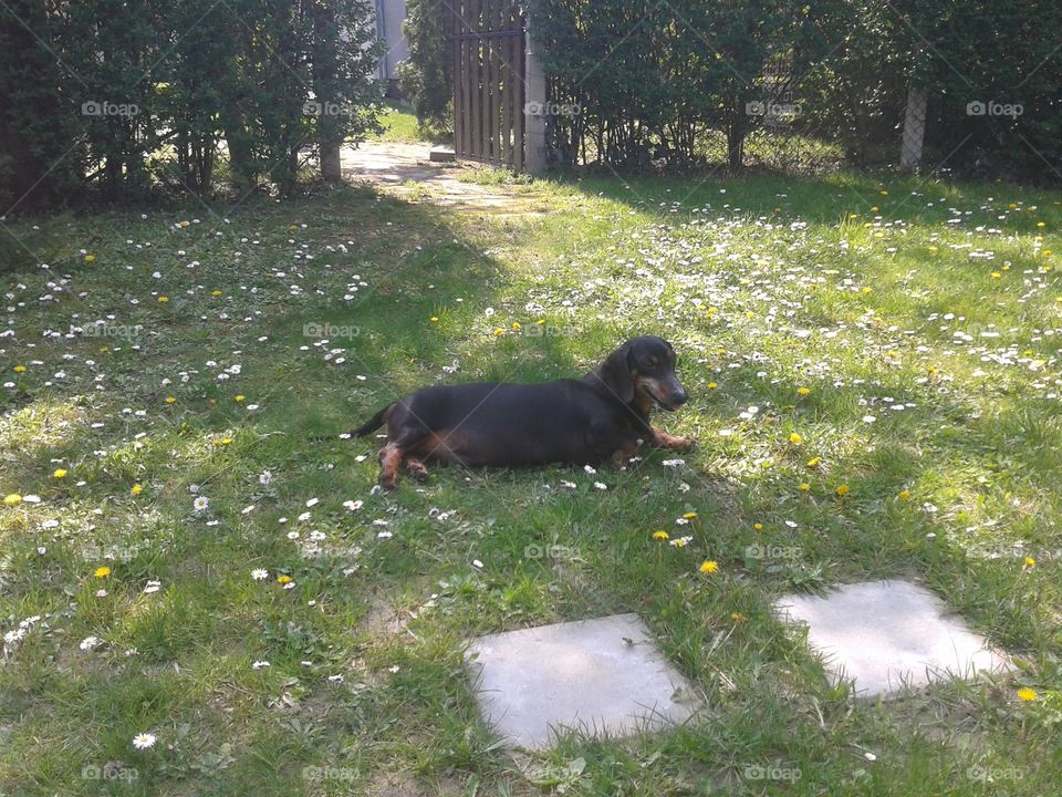 Wiener dog on grass