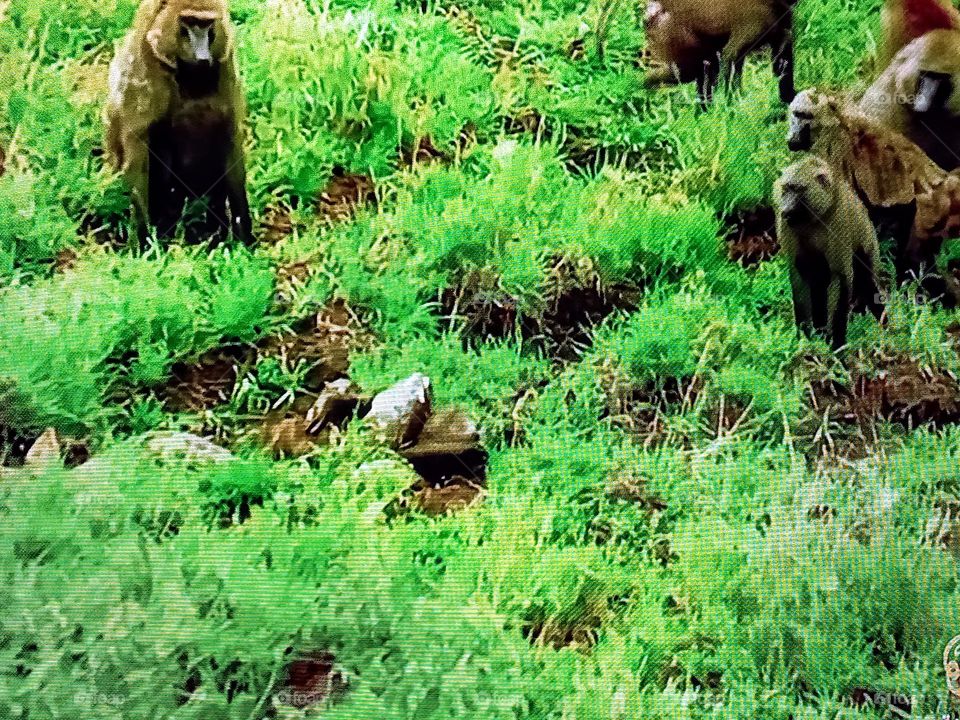 monkey's photography