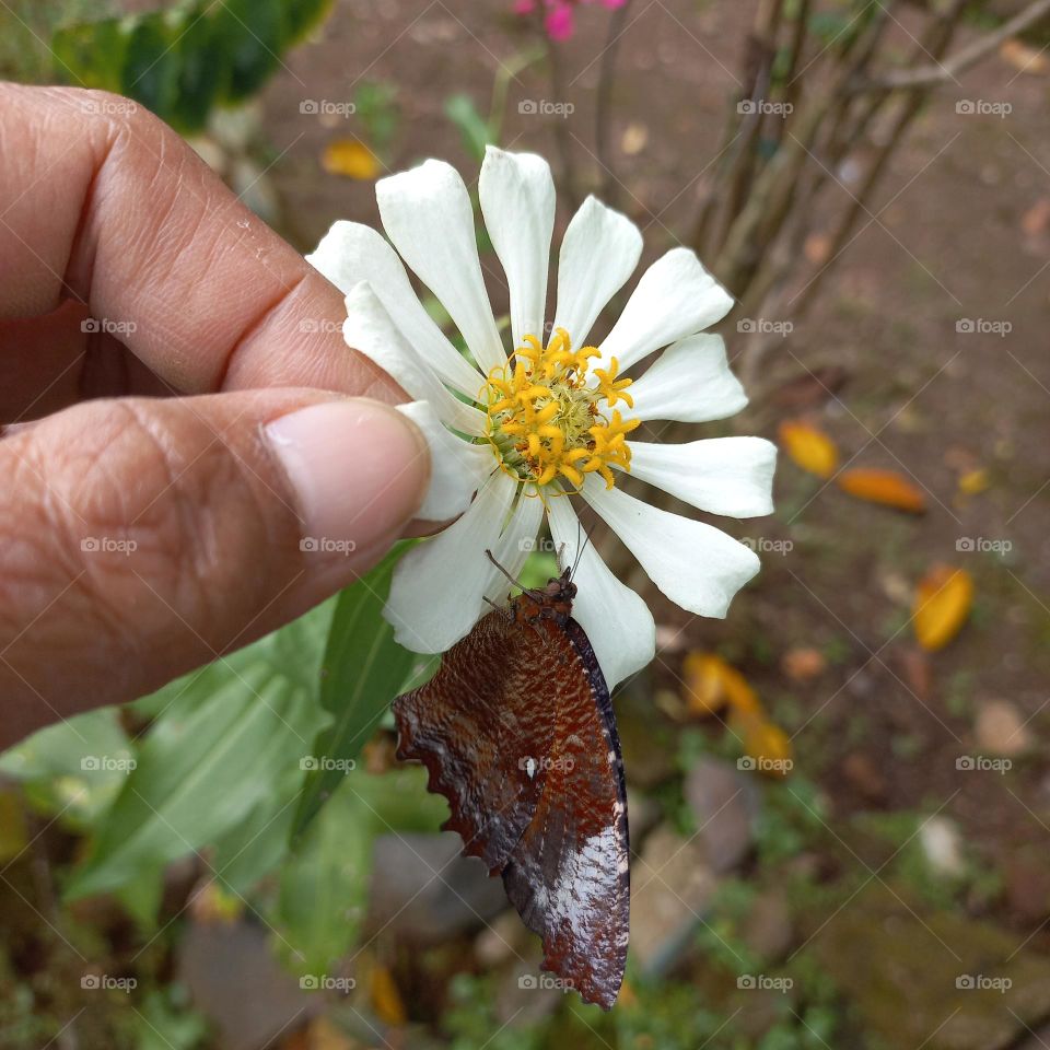 Beautiful flower hand and beautiful butterfly