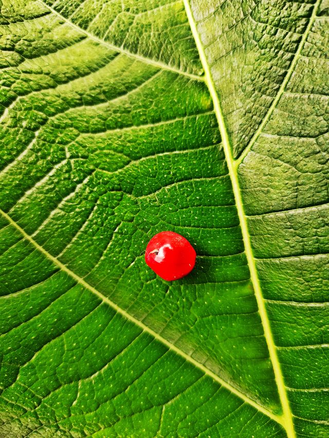 Red perl
Wild Coffee on the Leaf
Amazing Matching
📷👁️📷👁️