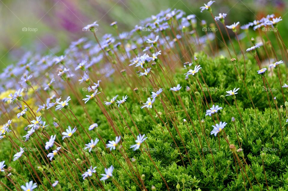 Beautiful flowers