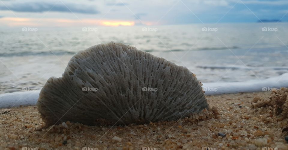 Coral by the Sea