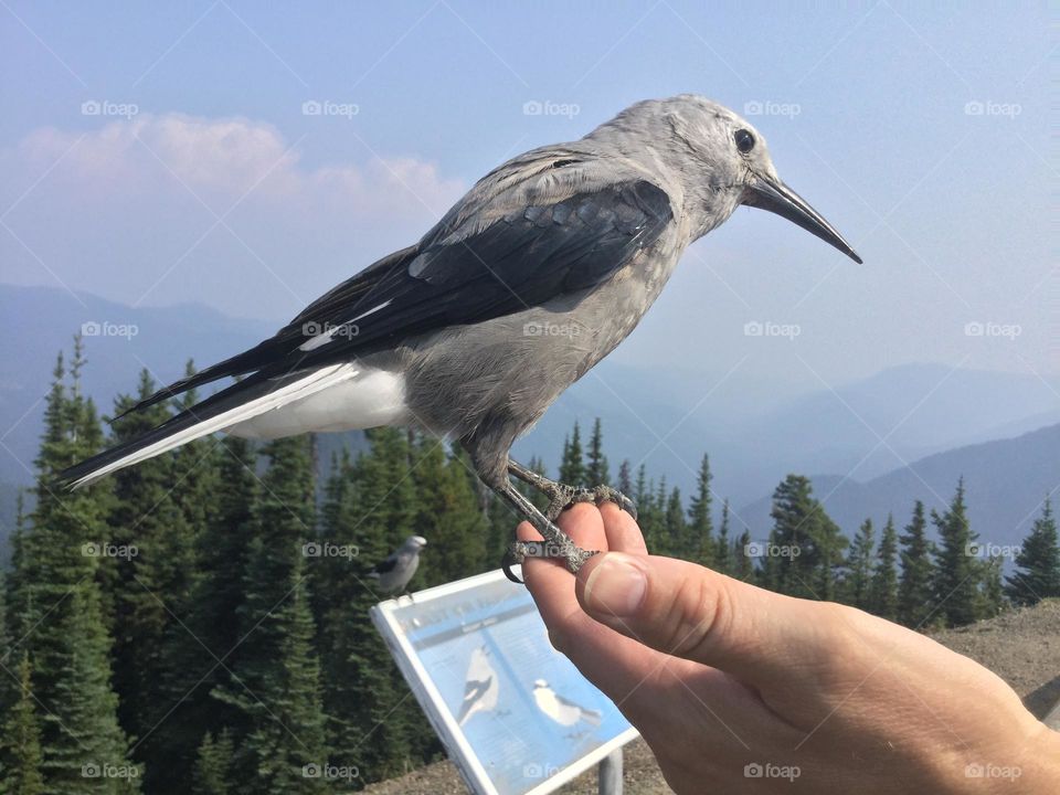 A whisky Jack on the a person’s hand with the mountainside and Forest in the background 