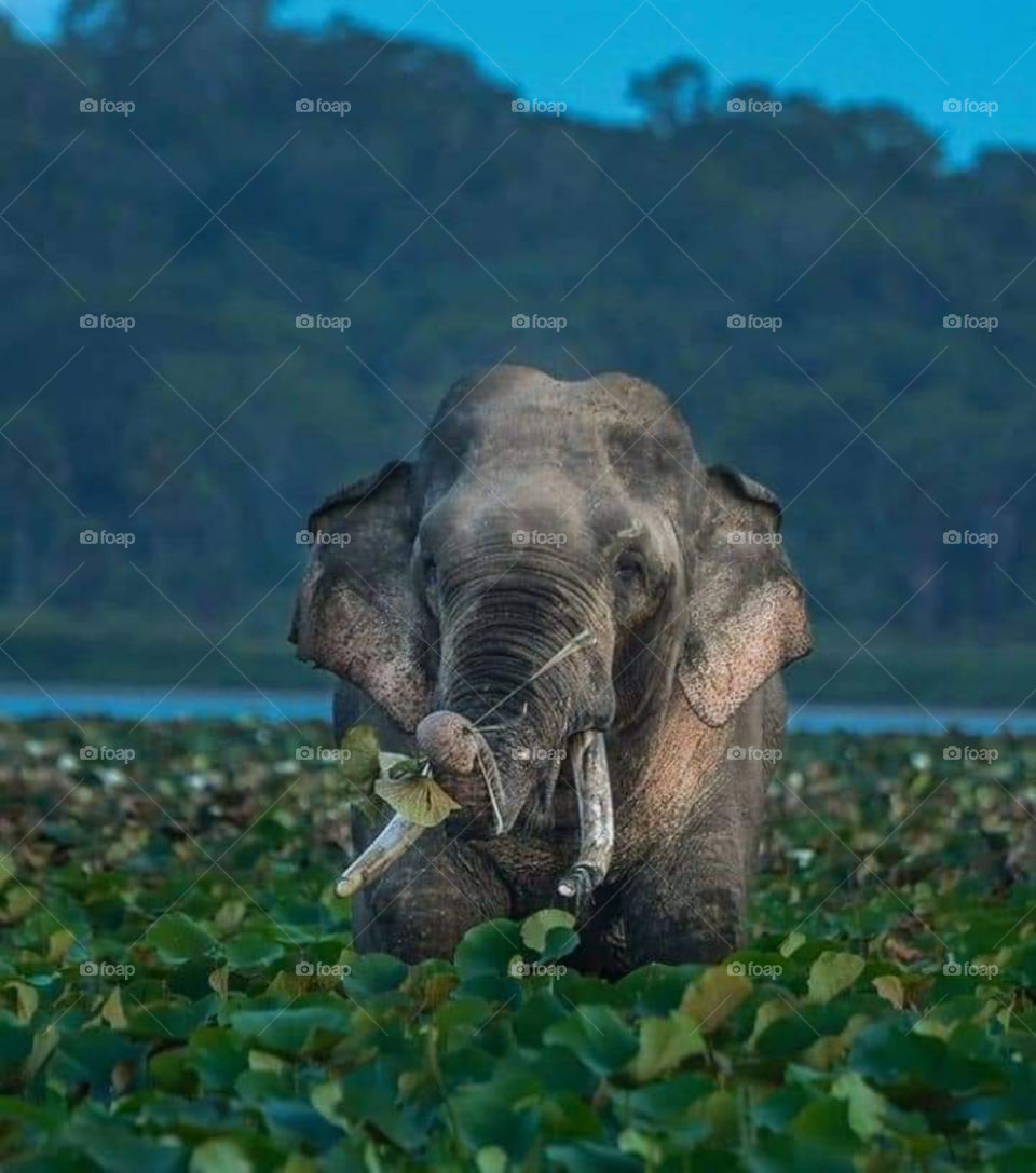 elephant
