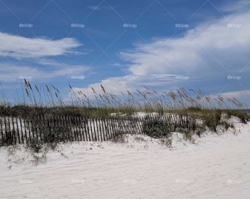 Gulf coast dunes