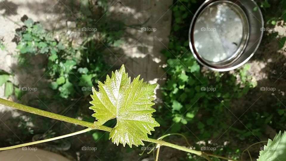 grape vine