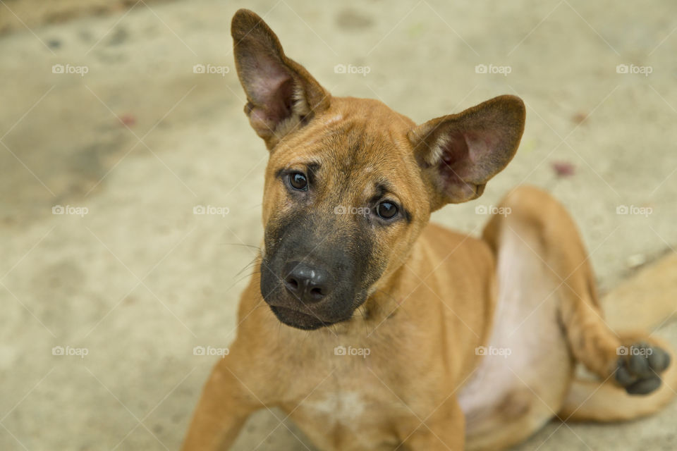 cute puppy dog pet looking at the camera