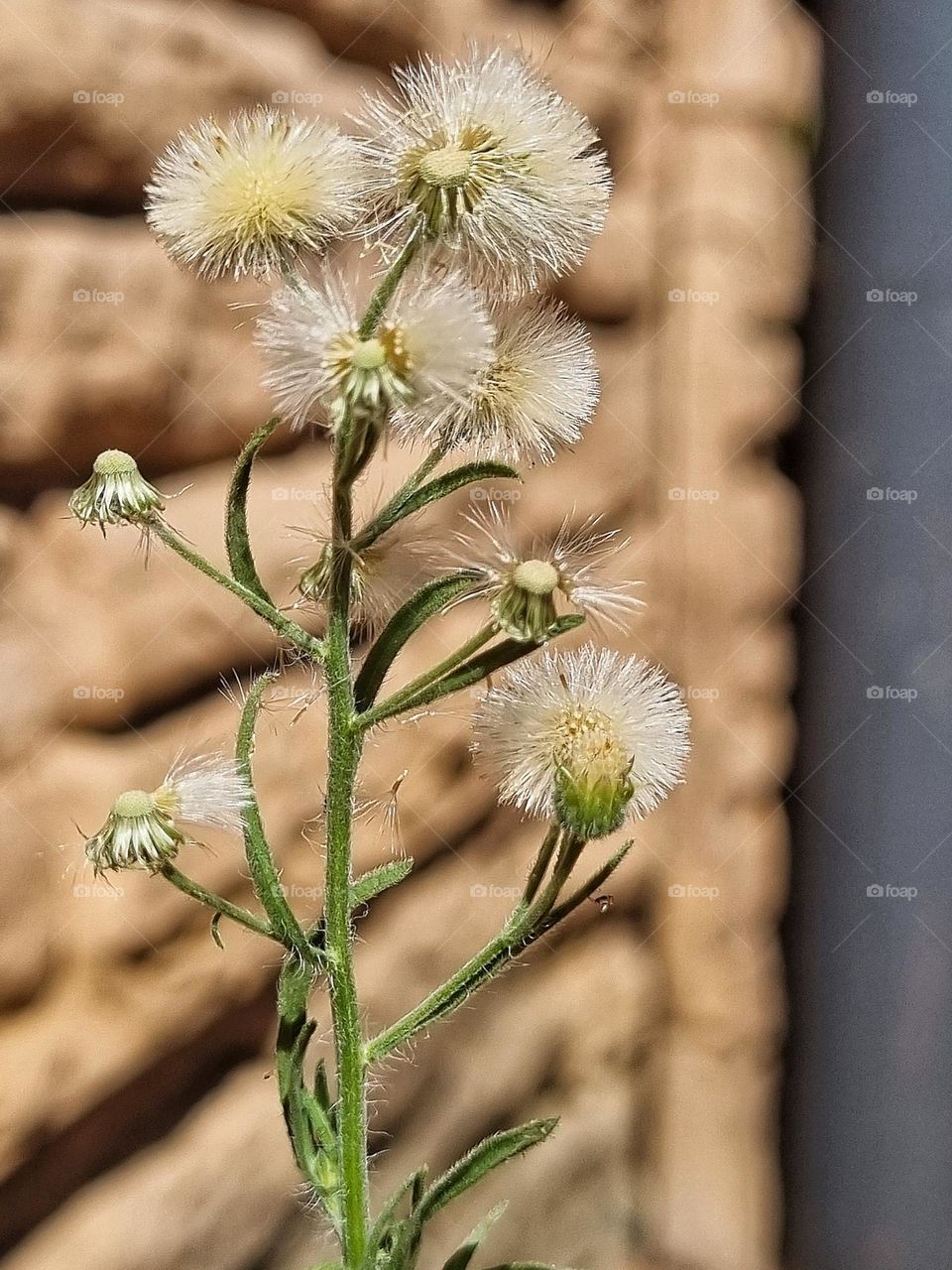 small little plant growing in the driveway