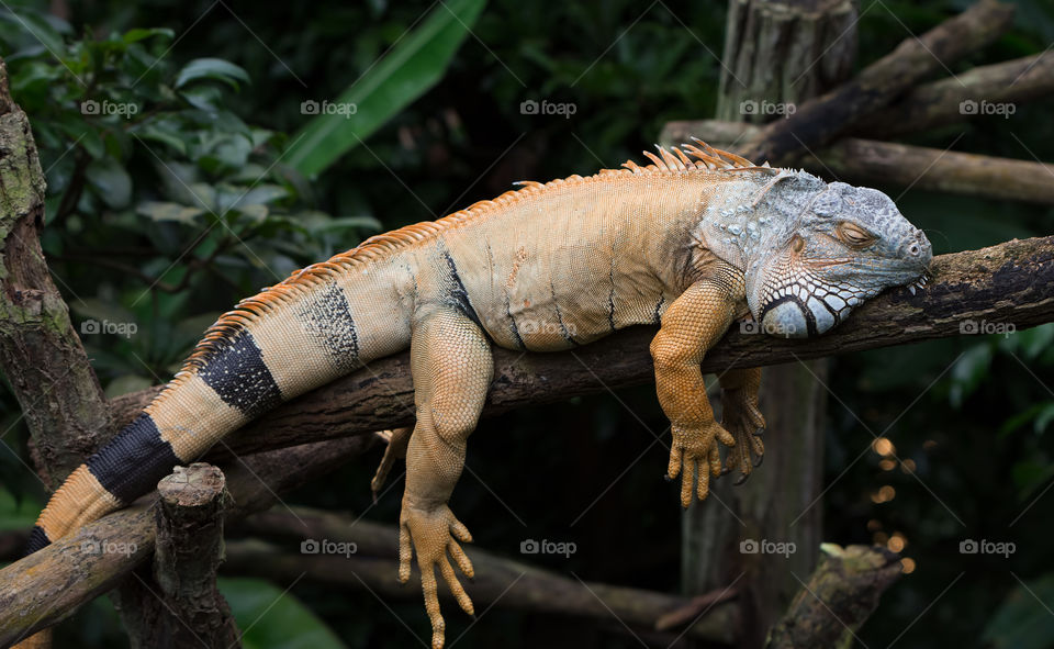 iguanne