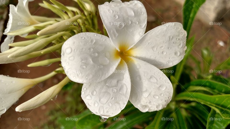 drop... rain..flower
