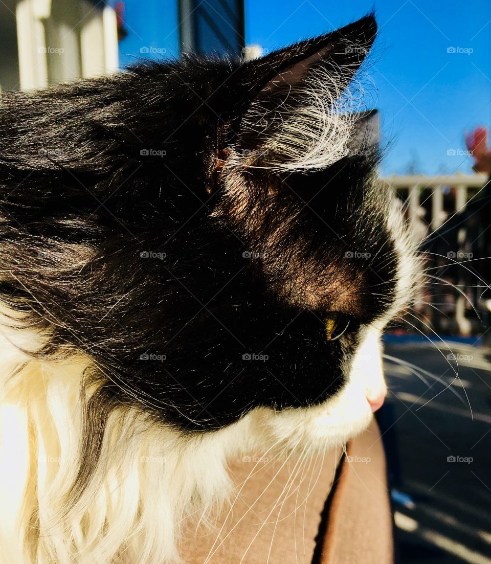 Tuxedo cat in autumn sun 2