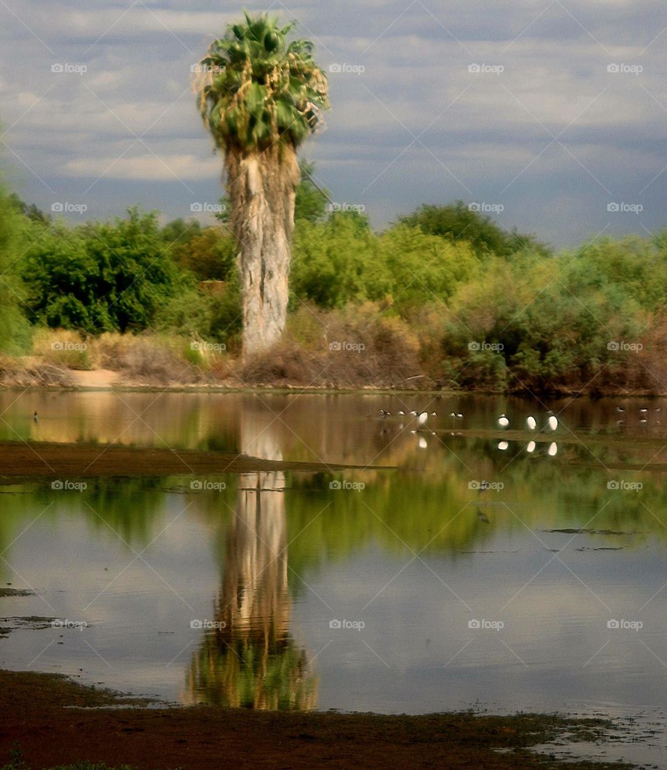 Palm Tree Reflected in Lake
