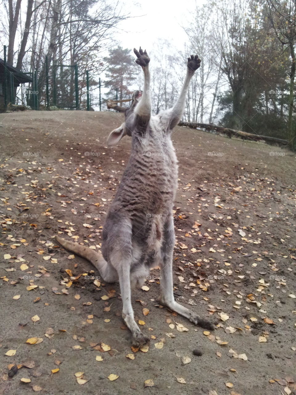 kangaroo