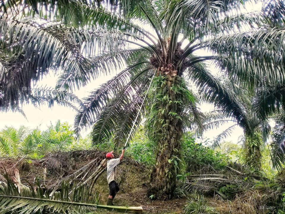 A palm oil farmer is harvesting oil palm fruit with a tree height of over three meters.The way to harvesting using egrek photo taken in kalimantan central on 24 november 2019