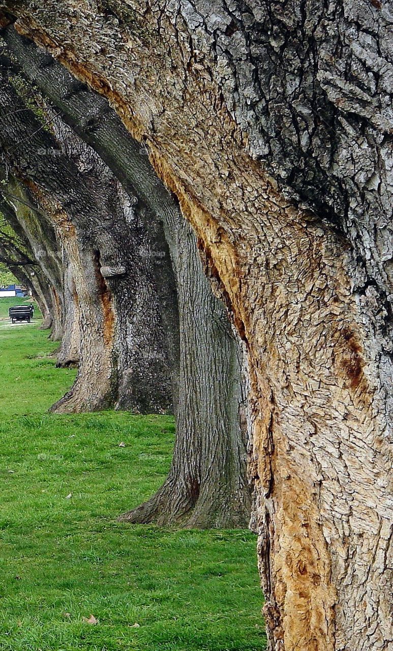 Tree Trunks at the National Mall - Washington DC