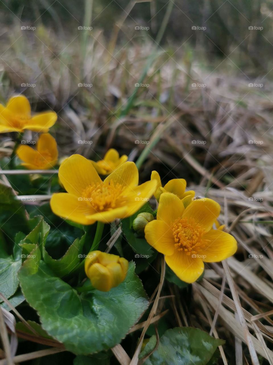 Absolutely beautiful and vivid early spring yellow flowers at the middle of mountains field
