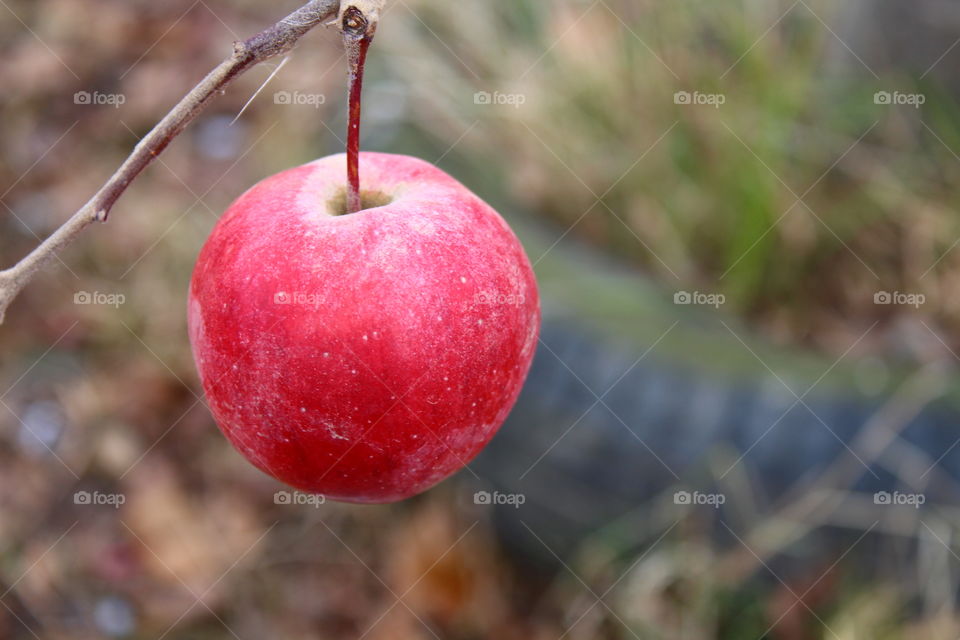 Red apple hanging by the tree