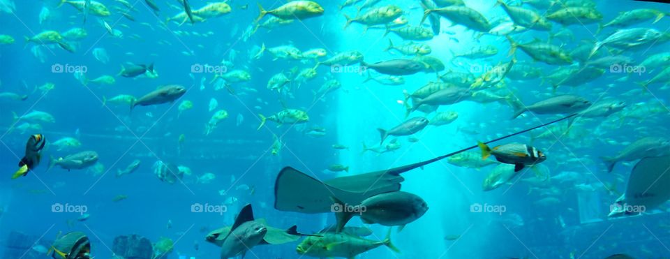 Dubai Atlantis the Palm Lost Chambers Aquarium