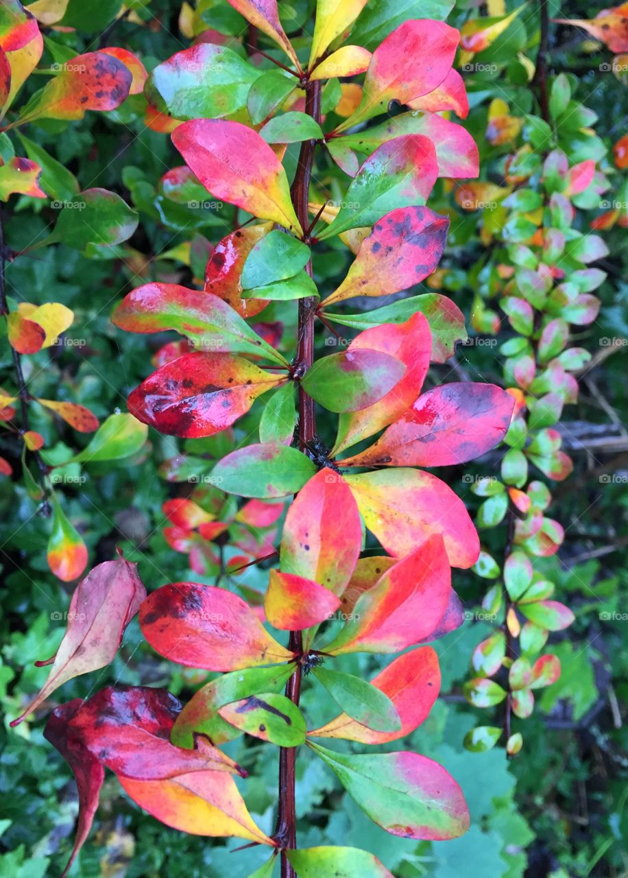 Close-up of multi colored leaves