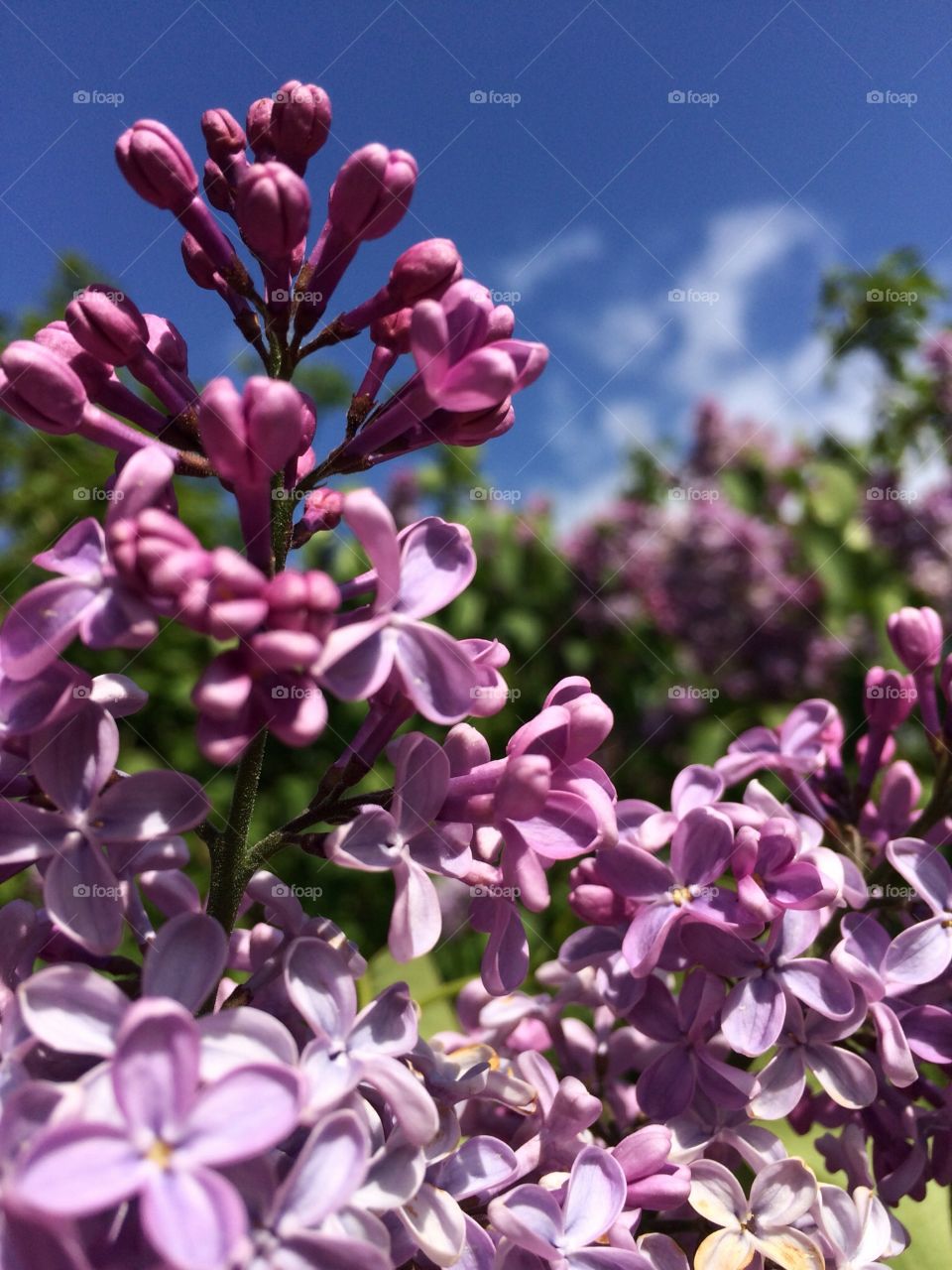 Summer with lilac