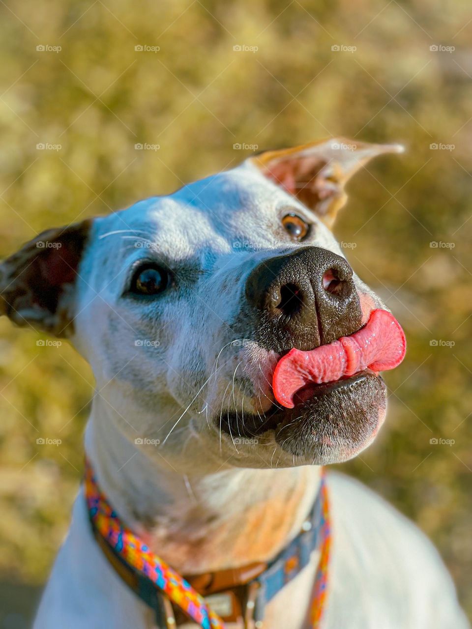 Training day with all the happy, playful dogs! Meet my beautiful clients! 
