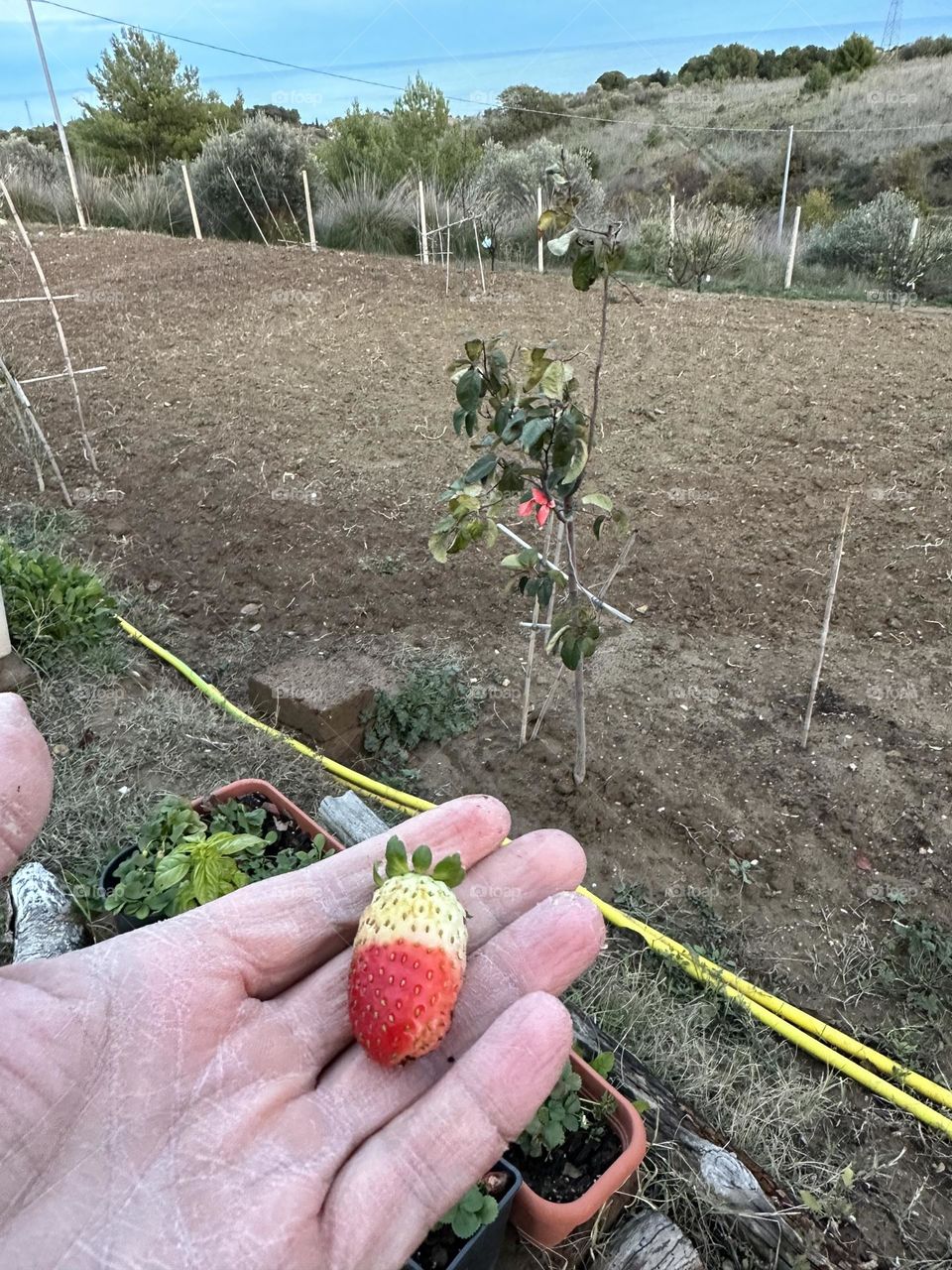 Organic strawberry half ripe and half unripe in the country