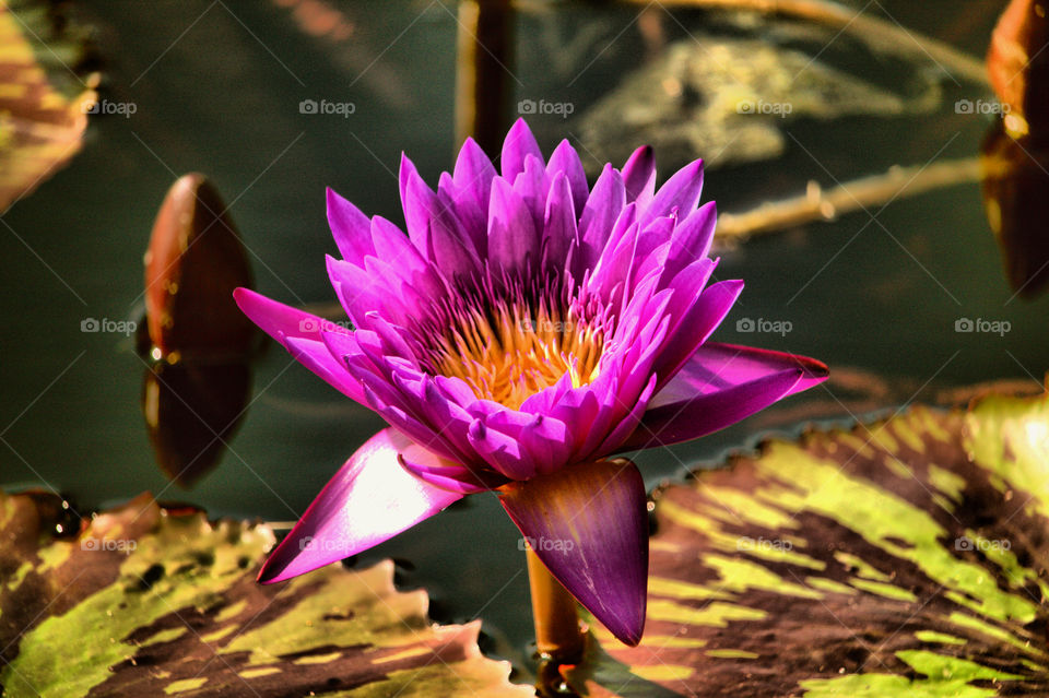 Lotus, Lily, Pool, Flower, Leaf