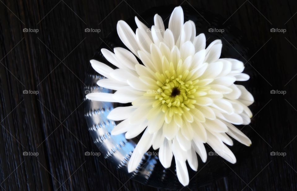 Close-up of a white flower