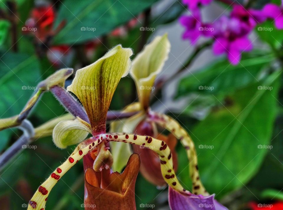 Exotic Wild Orchid. Variegated Color a Wild Orchid In The Tropics
