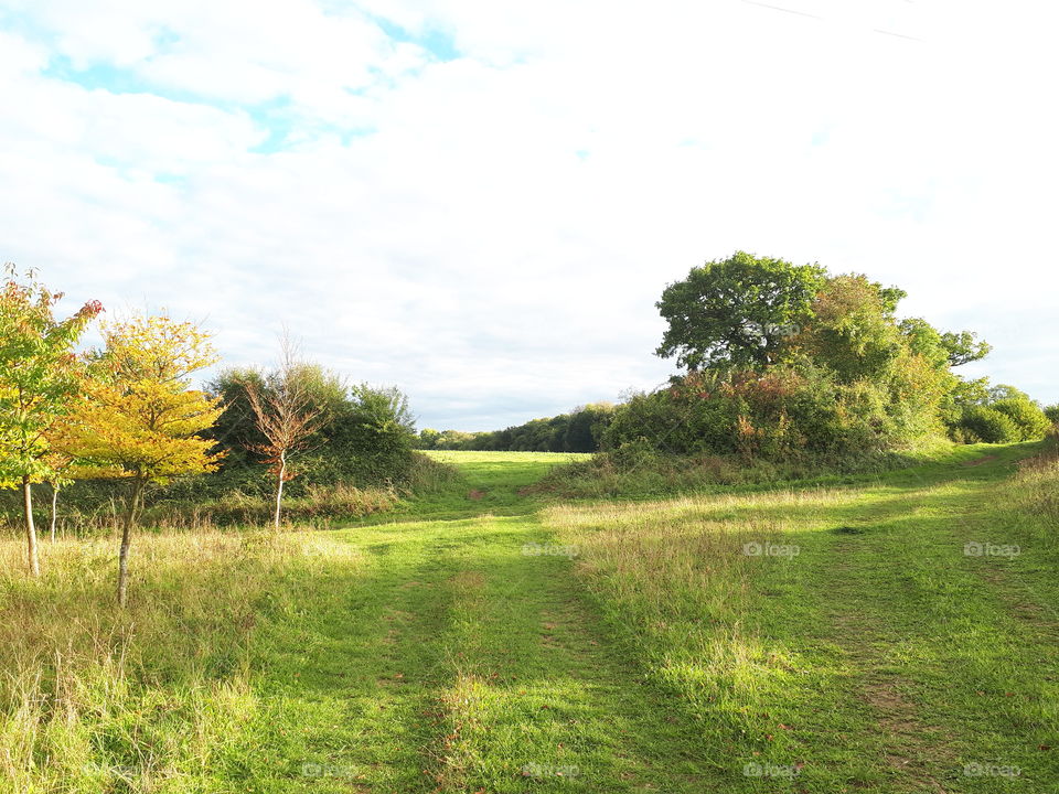 Landscape, Tree, Grass, Nature, Wood