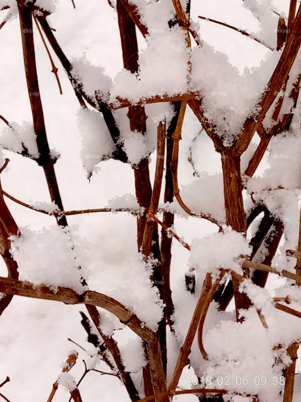 No Person, Frost, Snow, Winter, Cold