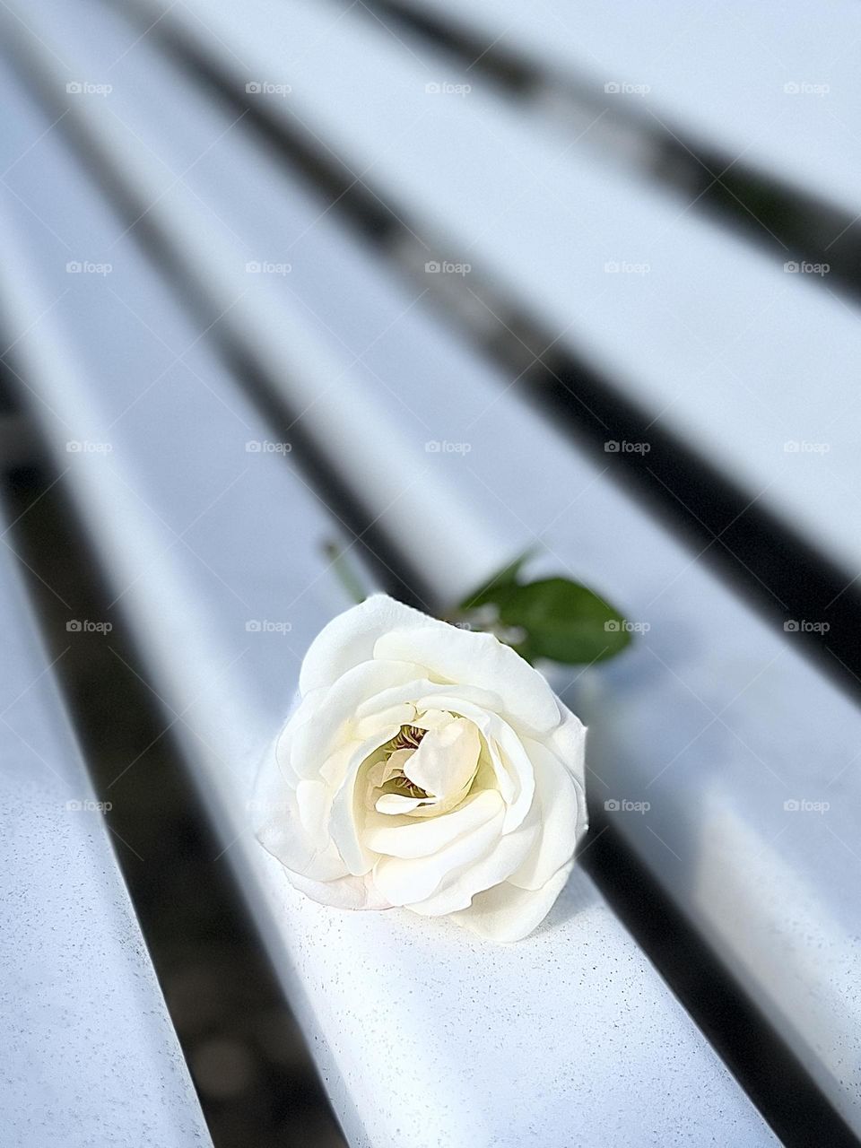 White Rose on White Bench