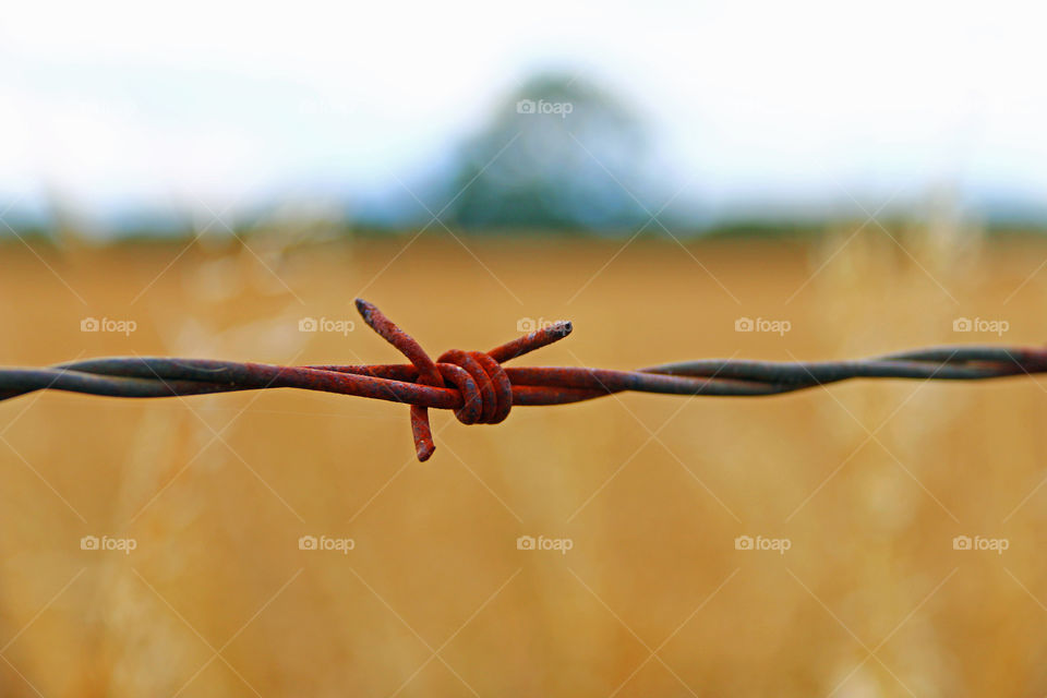 Barbed Wire Abstract