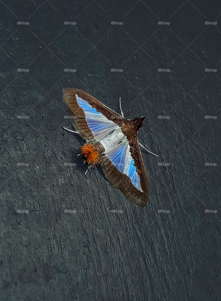 Rare and beautiful moth