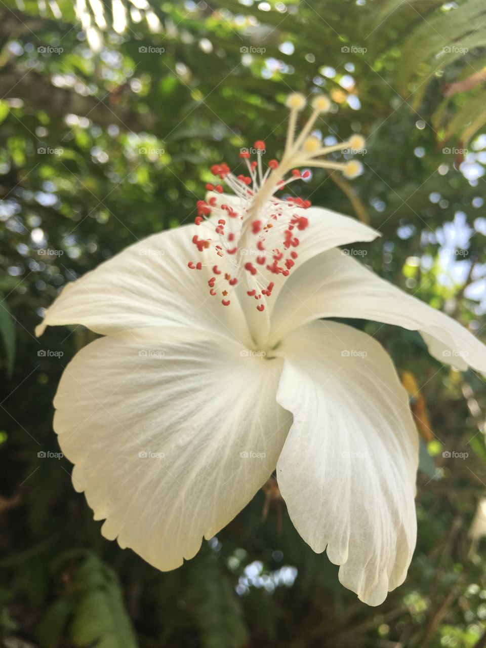Flor branca 