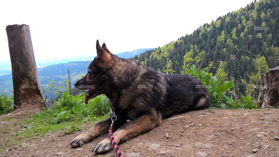German Shepherd dog on the walk in nature. Slovakia