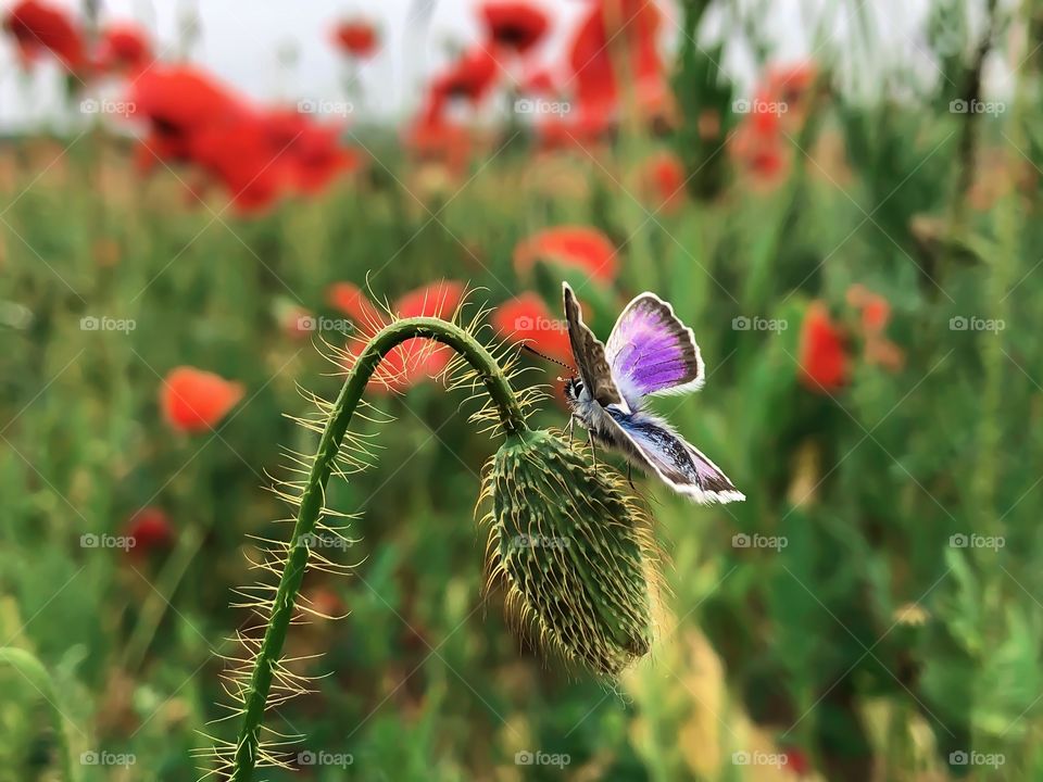 Summer butterfly 