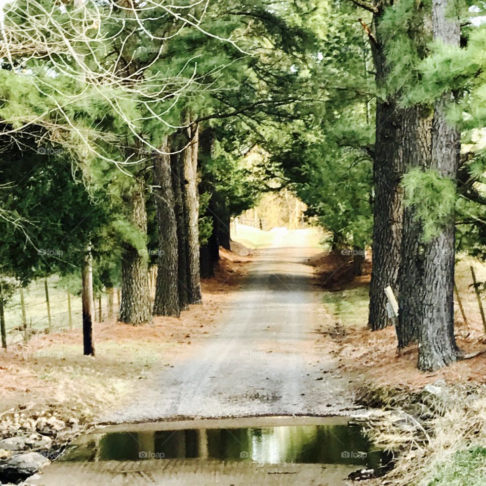 Road Lined with Trees