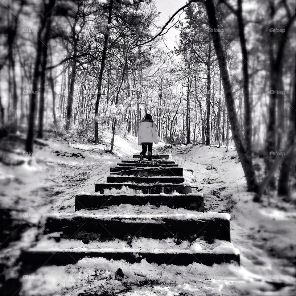 Snowy Steps in Winter Woods