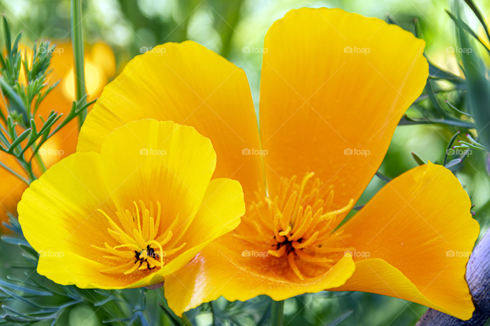 Floral hug. A small yellow flower that blossomed between the yellow-orange petals of the same larger flower.