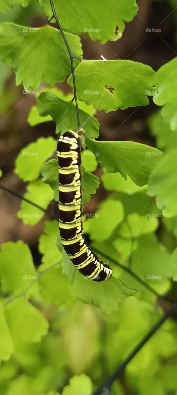 caterpillar