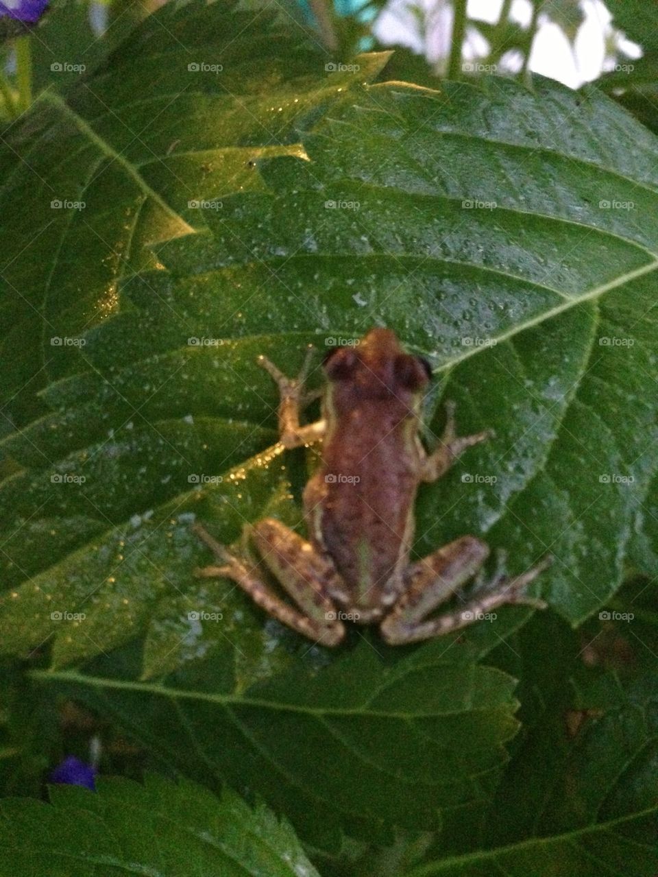 Tree frog