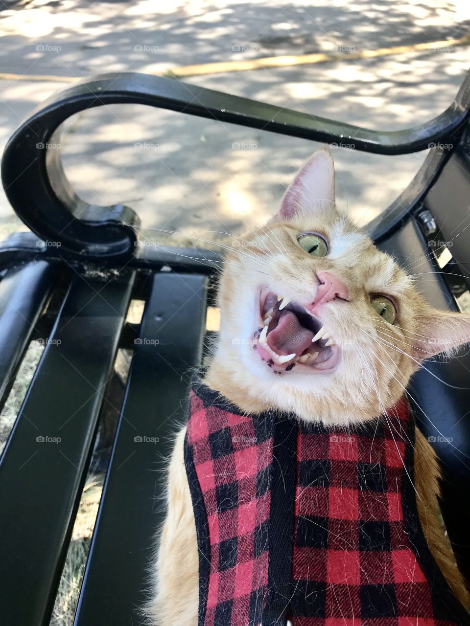 Silly fun photo of orange tabby cat being caught in the middle of a loud meow!! 