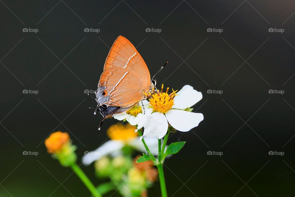 Beautiful and cute butterfly