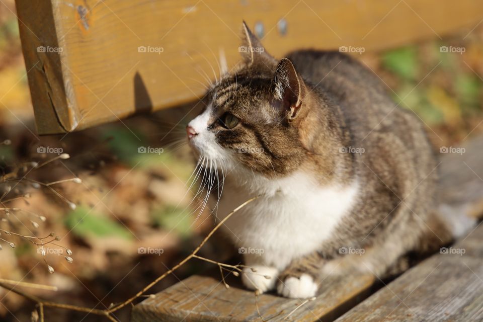 cat sitting on a bench in the park