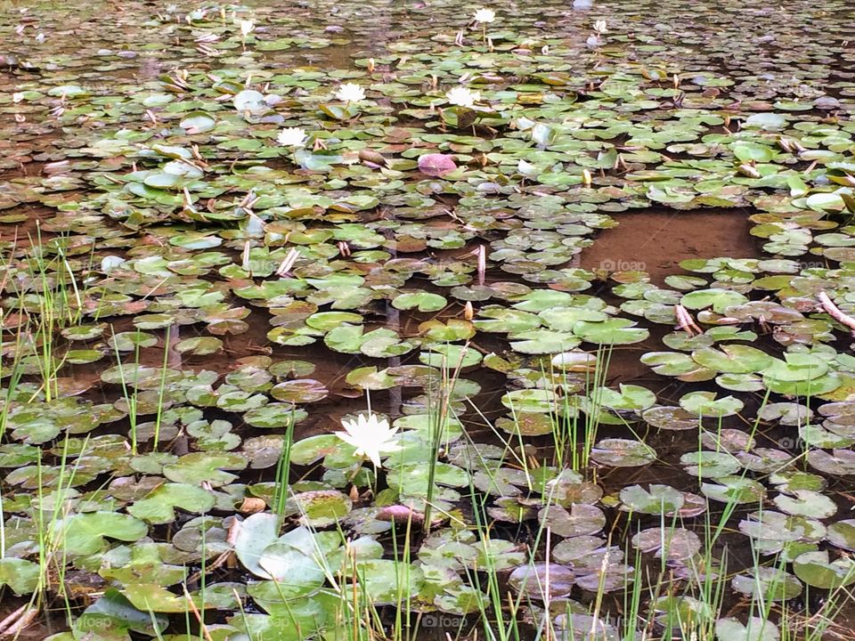 A lake of Victoria Regias