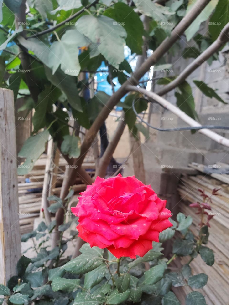 go green : red flower